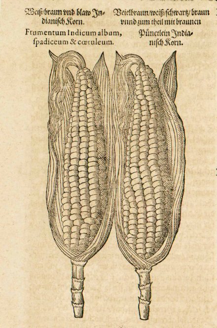 Jacob Dietrich Tabernaemontanus "Neuwe Kreuterbuch"-jának (1588) 802. oldala.